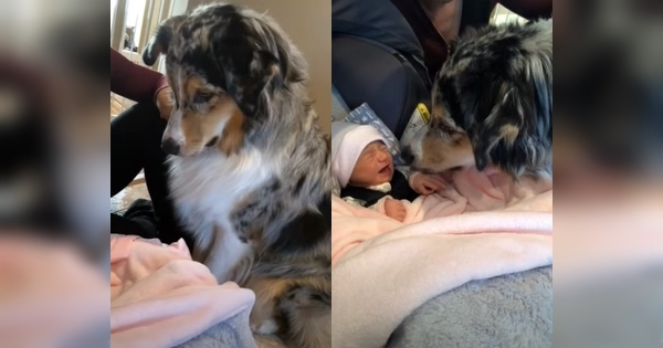 australian shepherd meets baby