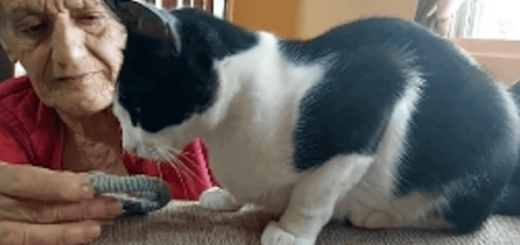 cat sniffs object belongs deceased owner