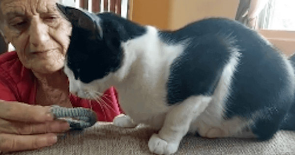 cat sniffs object belongs deceased owner