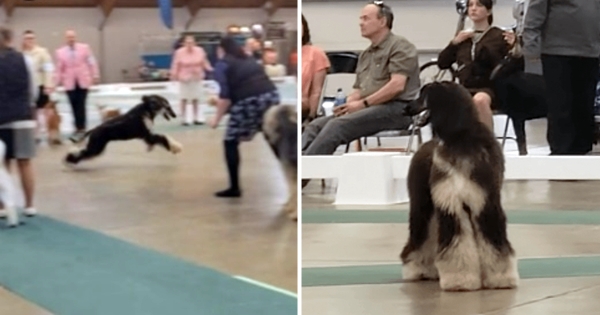 dog agility hilarious