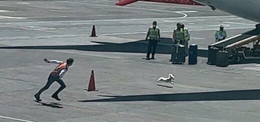 dog runs airport tarmarc