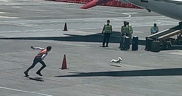 dog runs airport tarmarc