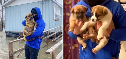 football player rescue dogs flood