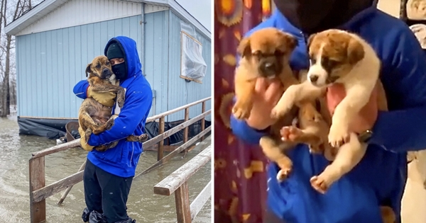 football player rescue dogs flood