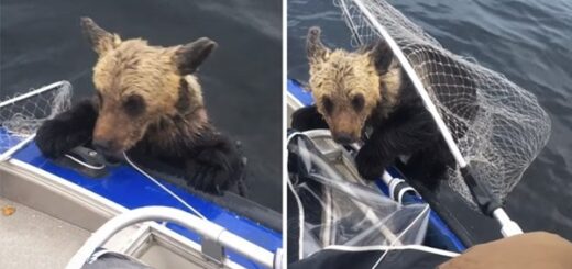 baby bear fishermen