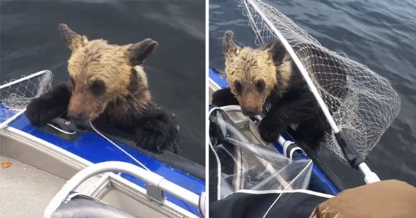 baby bear fishermen