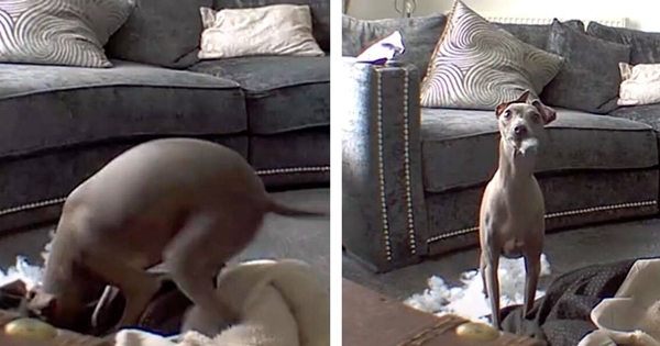 dog destroying bed