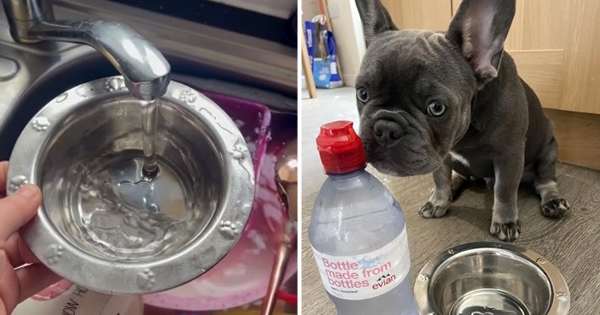 dog refuse water tap