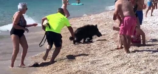 sanglier sème panique plage