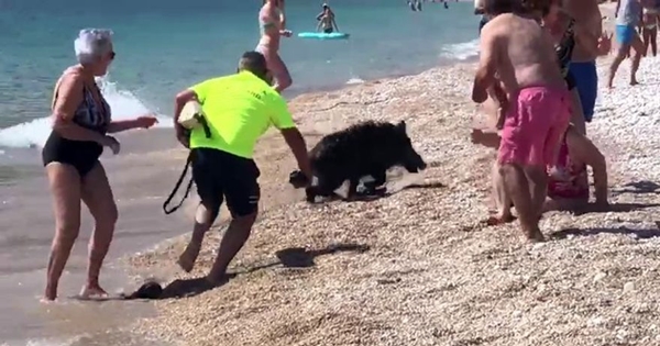 sanglier sème panique plage