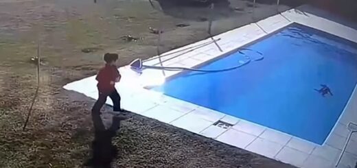 young boy jump to pool rescue dog