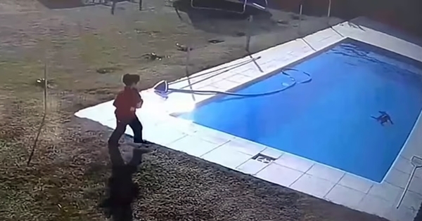 young boy jump to pool rescue dog