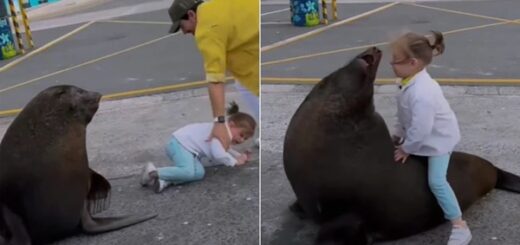 sea lion little girl