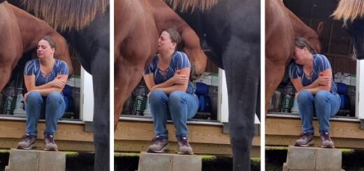 horse comforts woman divorce