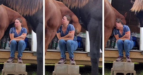 horse comforts woman divorce