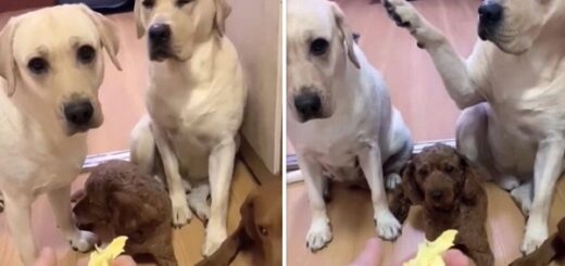 labrador snitched on his guilty pal