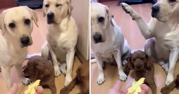labrador snitched on his guilty pal