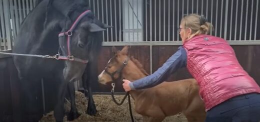 mama horse adopts foal