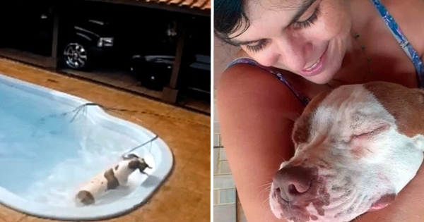 dog pitbull rescue chihuhua pool