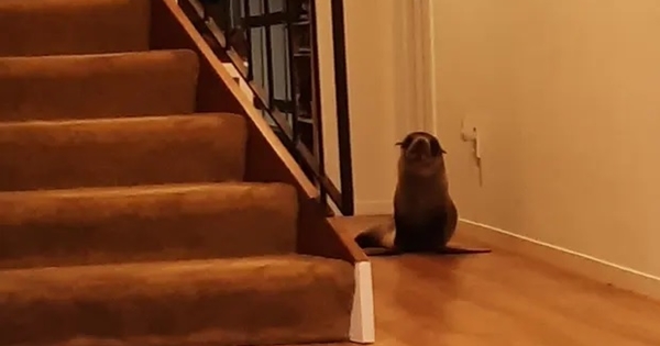 seal home
