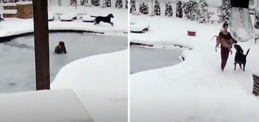 dog fall frozen pool