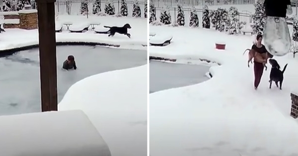 dog fall frozen pool