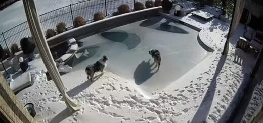 dog fall frozen pool