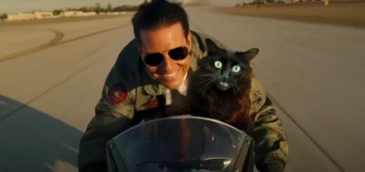 cat top gun