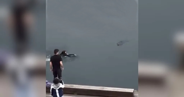 brave woman jumps into water to save dog